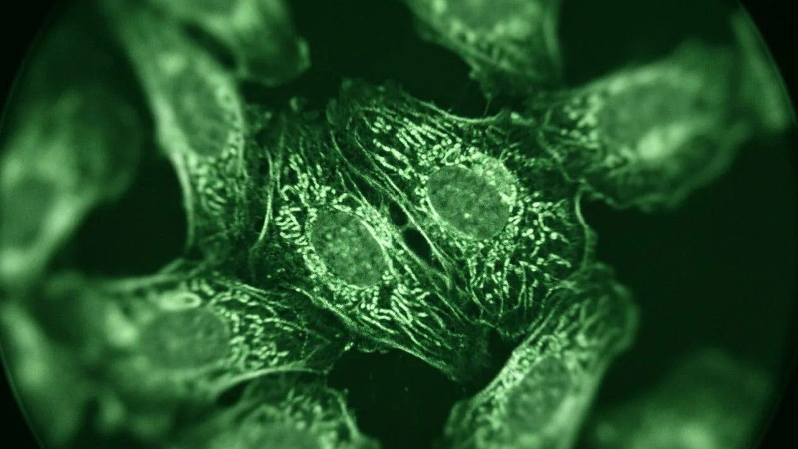 Cellular Vitality 101: What Your Cells Need Before You Build a Supplement Routine