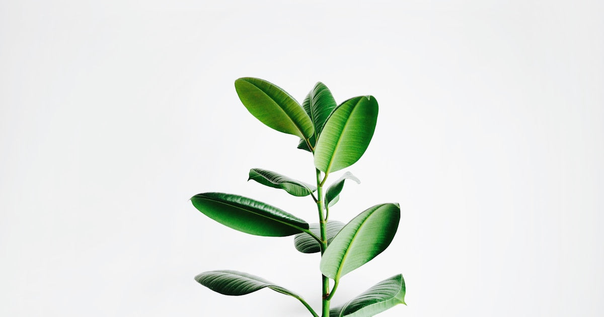 Ashwagandha for Anxiety: A Full Review of Human Clinical Trials