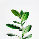 Does Ashwagandha Build Tolerance?