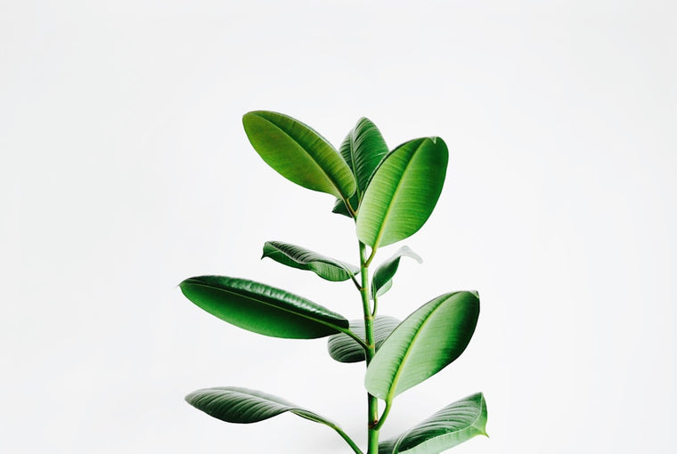 Ashwagandha Dosage Guide: How Much KSM-66 Do You Actually Need?