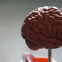 NMN and Dementia Risk: What the Evidence Says